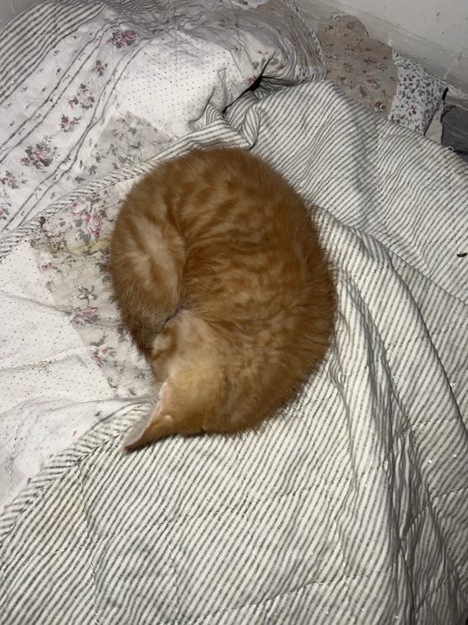 Отдам даром рыжую котенка