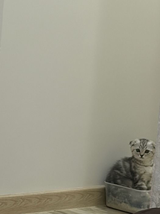 Котенок вислоухий шотландский