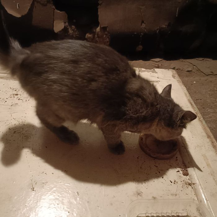 Отдам котенка в добрые руки
