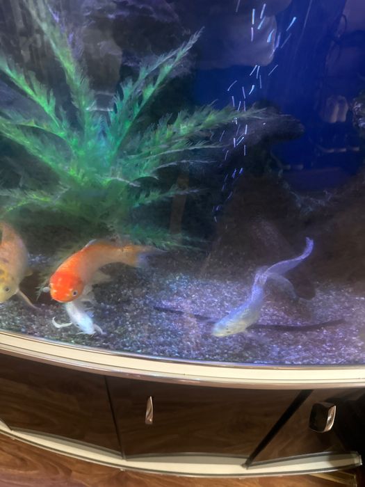 Аквариум с тумбой и рыбками