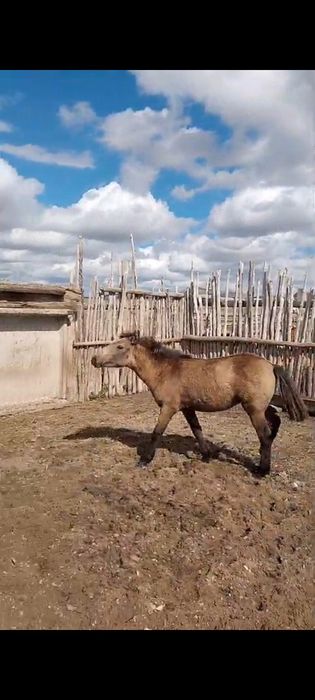 Үйір жылқы сатылады