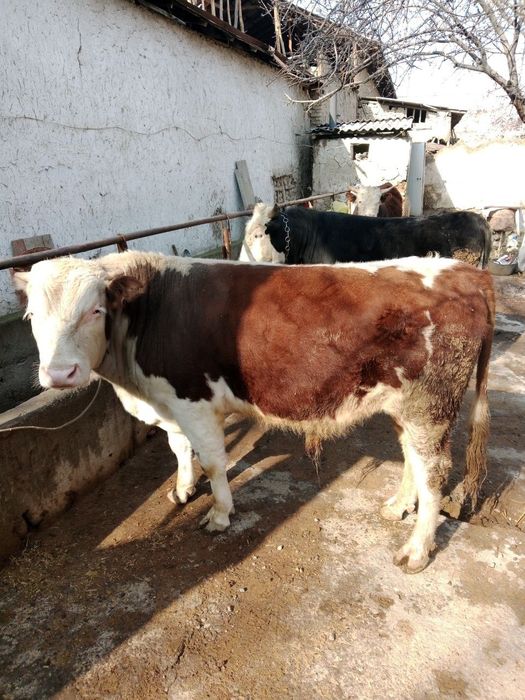 3 бош кора мол сотилади.