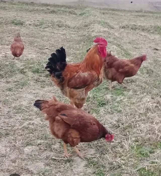 Жўжалар ҳанҳияп тожон парода йилига 300-320 та тухум