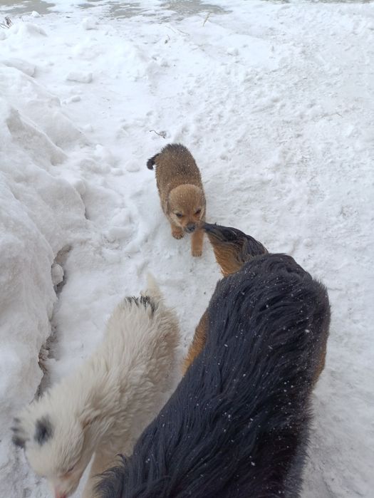 Щенки ищут домик.