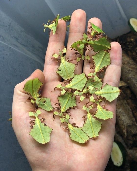 Insecta frunză gigant (oua)