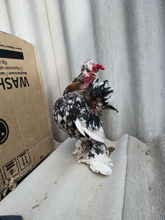 Японский Бетнамка