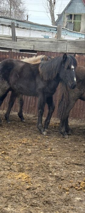 тай ургашы сатылады