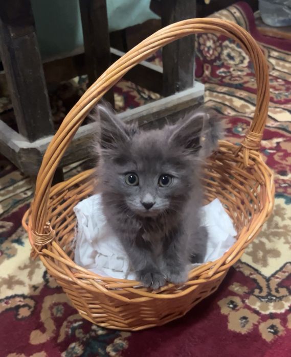 Отдам котенка в добрые руки