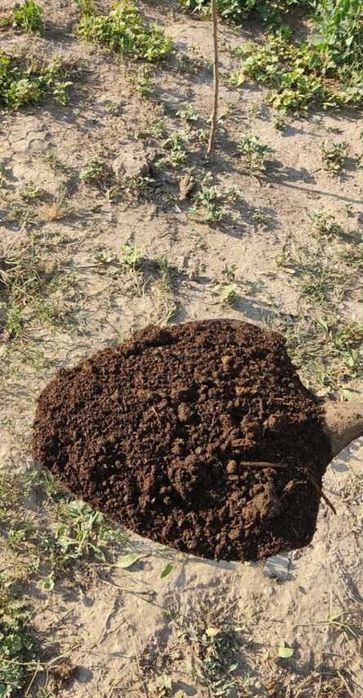 Гунг куйдирилган тозаси сифат доставка Сирдарё буйлаб