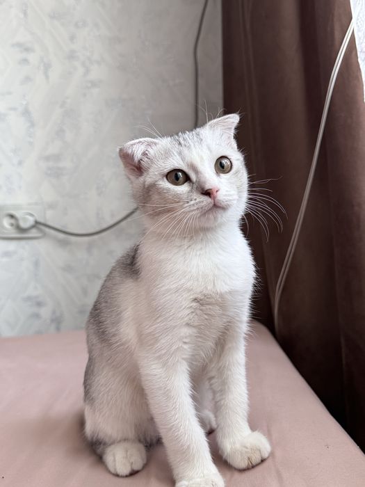 Котенок вислоухий мальчик.