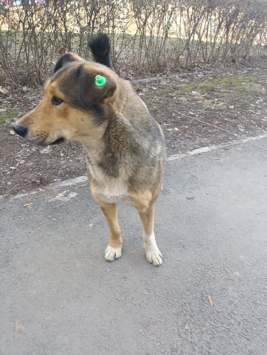 Пристраивается собака!