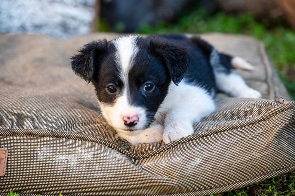 Кученца/котенце за осиновяване