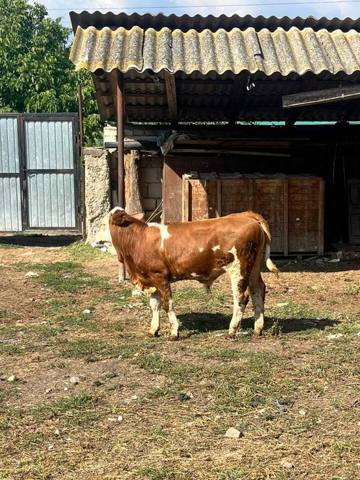 Vițel.