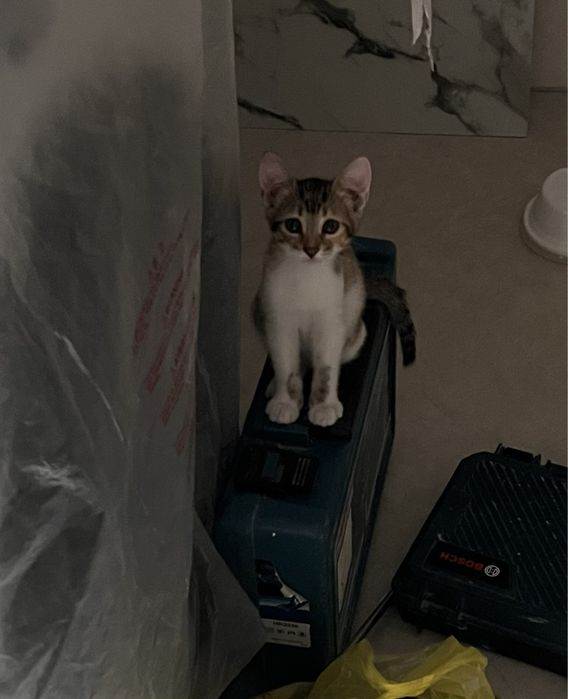 Отдам котят в добрые руки
