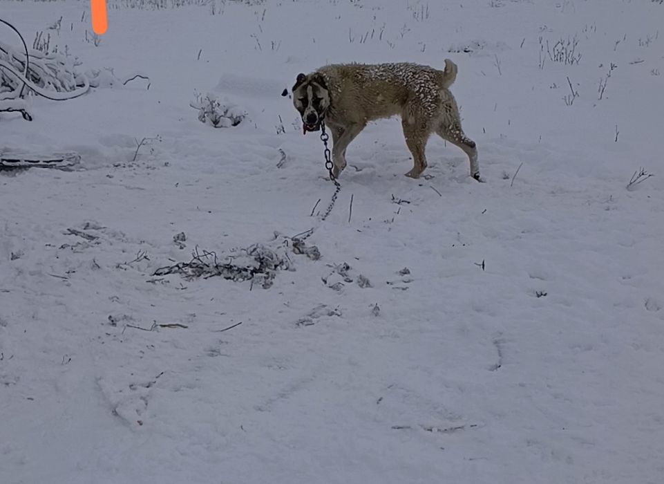 Обмен на курицу еще щенок