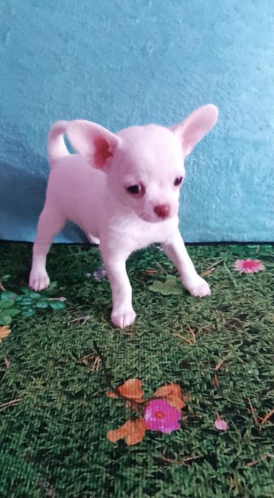 Щенок девочка чихуахуа
