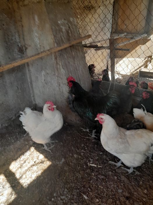 Продам кур несушек
