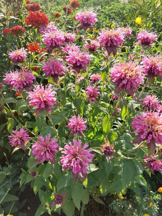 Продам саженцы цветов