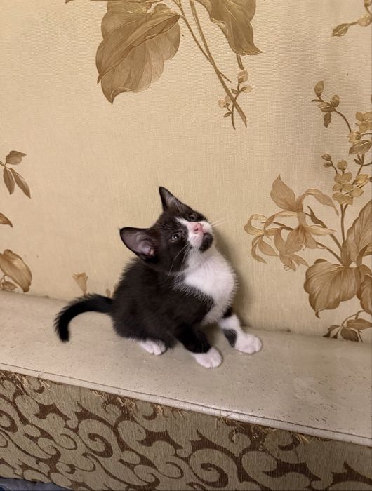 Отдам мальчика прирученого к лотку