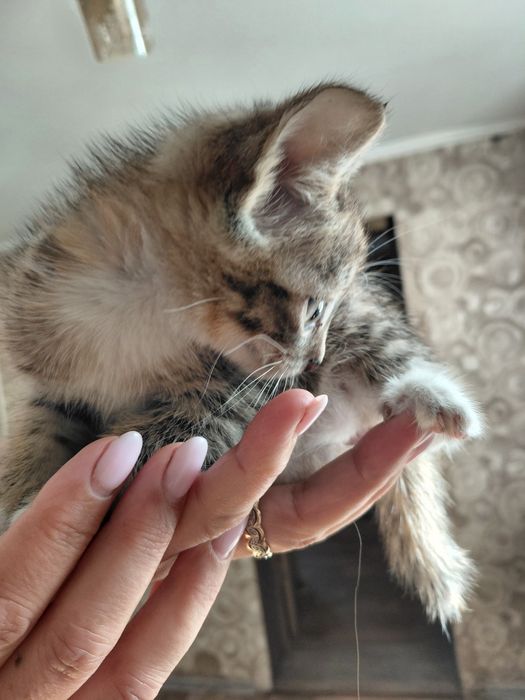 Котята, 1,5 месяца