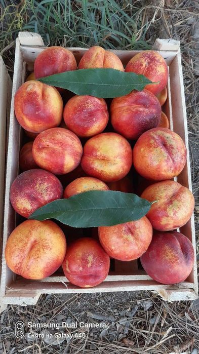 ШОФТОЛИ кучатларимизни 12 хил сорти бор сортига падвойига кафолат бера