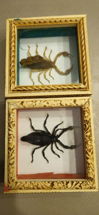 Vand/schimb  halbe germane vechi. Si 2 scorpioni.Vezi cele 8 poze