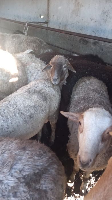 Продаются бараны