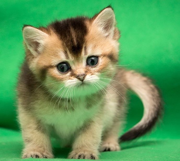 Шиншиллы Британские Бронь