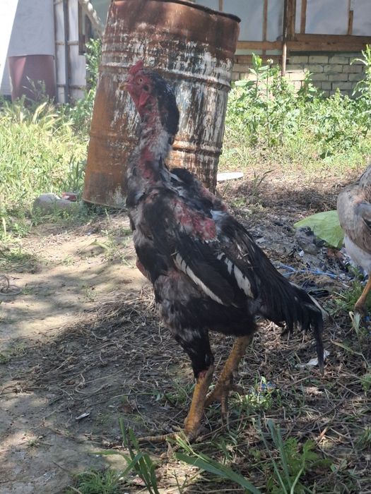 Xorzlar sotiladi