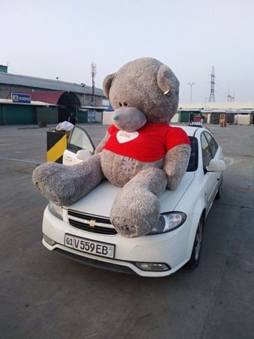 Teddi, Teddy OPTIM MAGAZIN..teddi ayiq(50sm 3metr gacha)