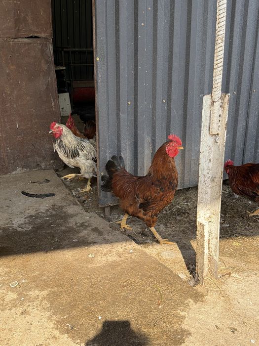 Продам петушков молодые