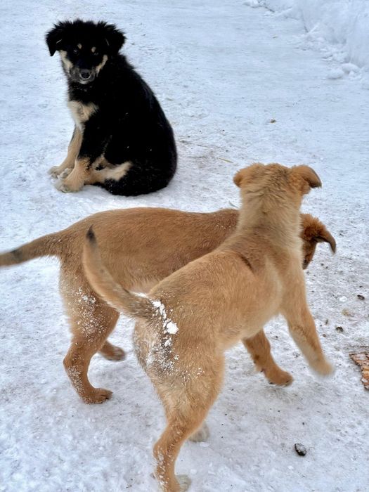 Пристраиваются щенки