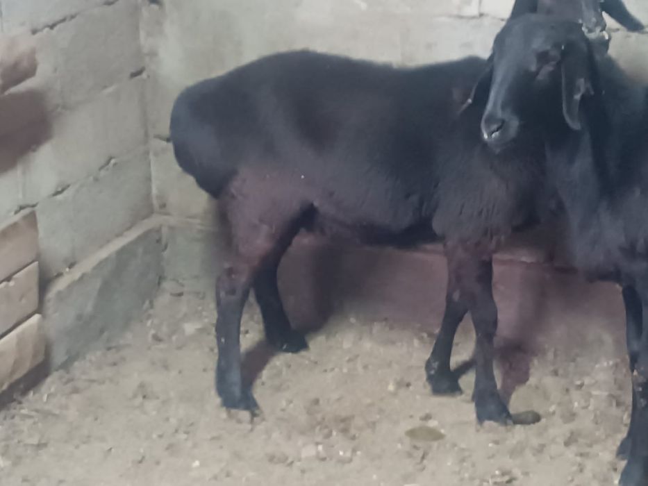 Гисарские Саулык