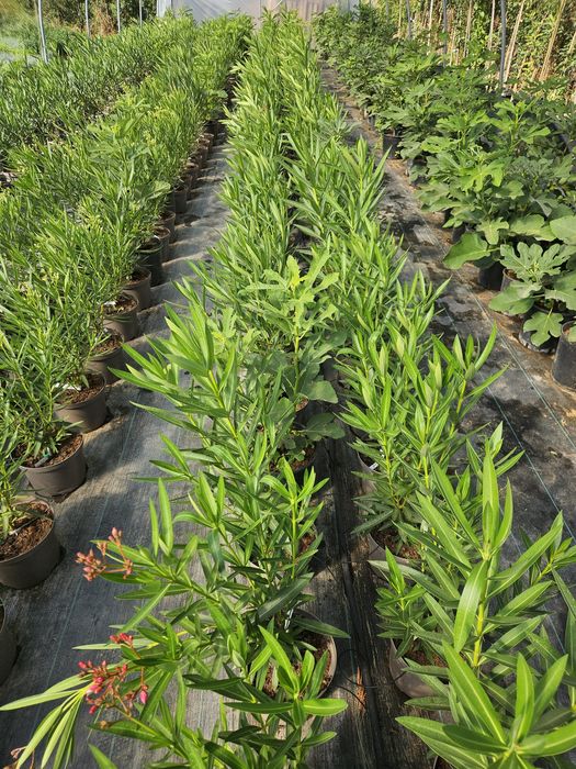 Leandru, culori bătute!