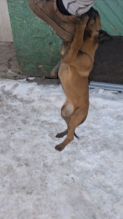 Малинуа Бельгийский Овчарка девочка