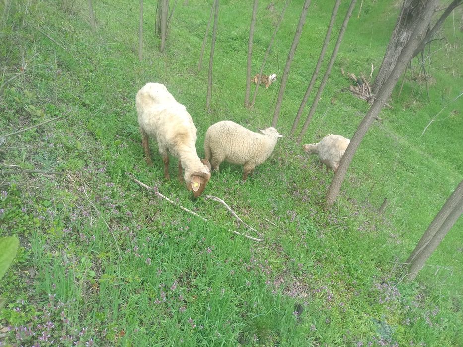 Oi de vânzare rusti