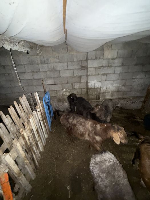 Кошкар токтылар койлар