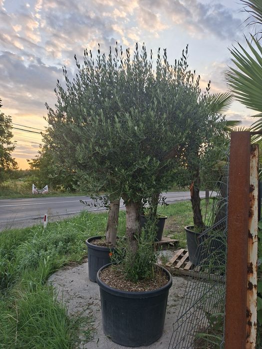 Plante ornamentale pentru gradina