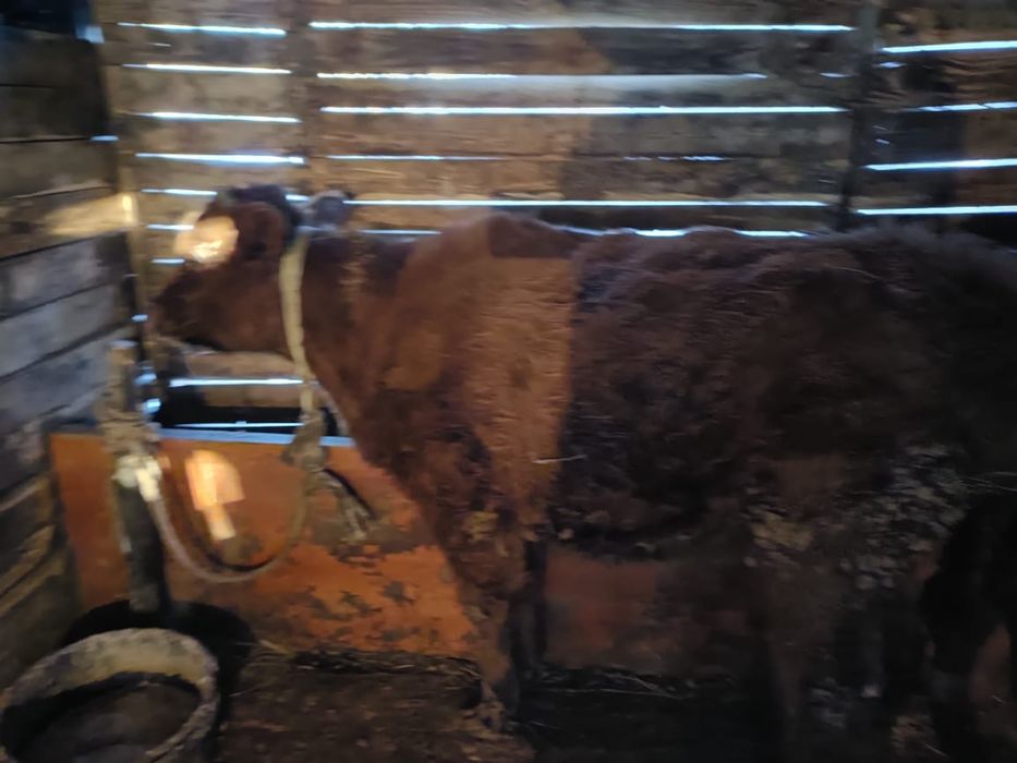 баспак сатамыз 2 ургашы