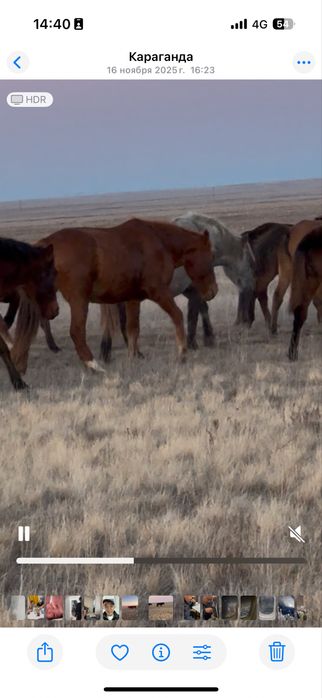 Құлындайтын сауын биелер сатылады