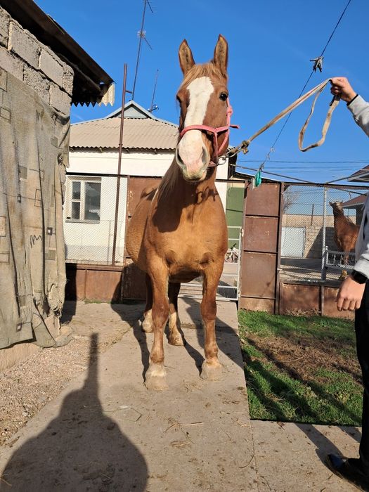 Буаз бие сатылады