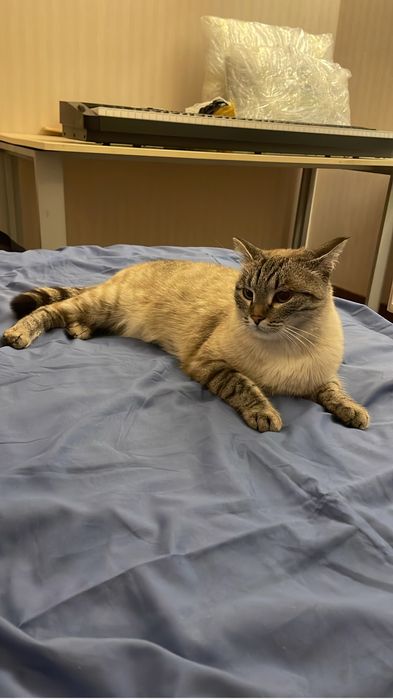 Отдам в добрые руки.