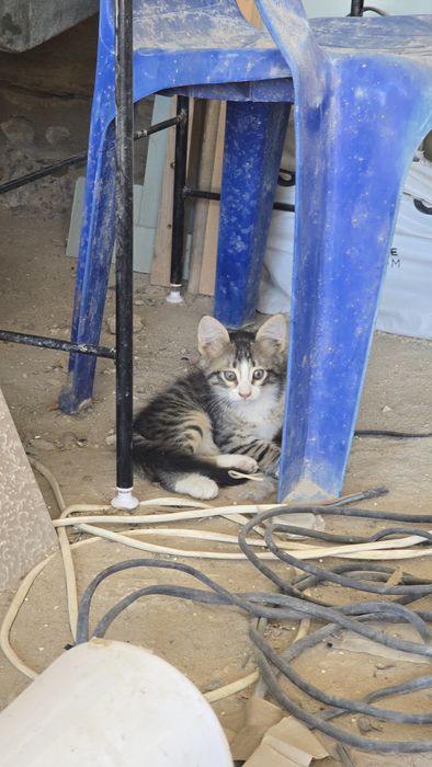 Отдам котят в хорошие руки