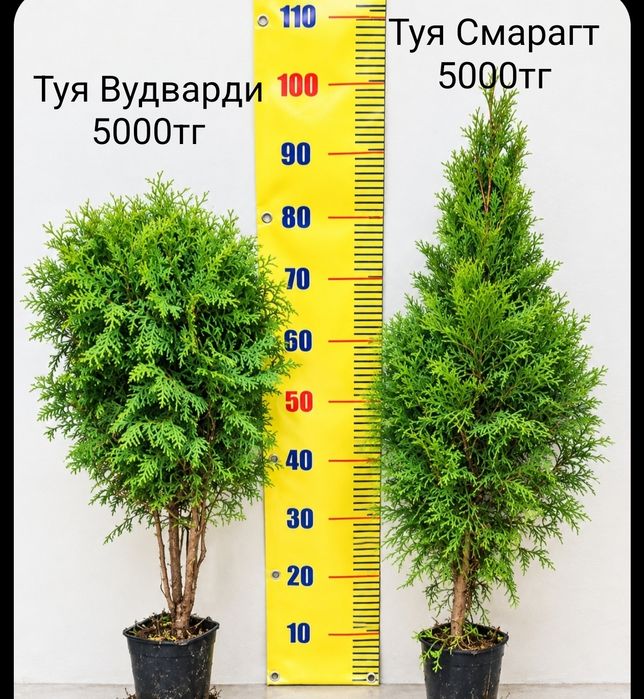 Продам туйки прекрасные!!!