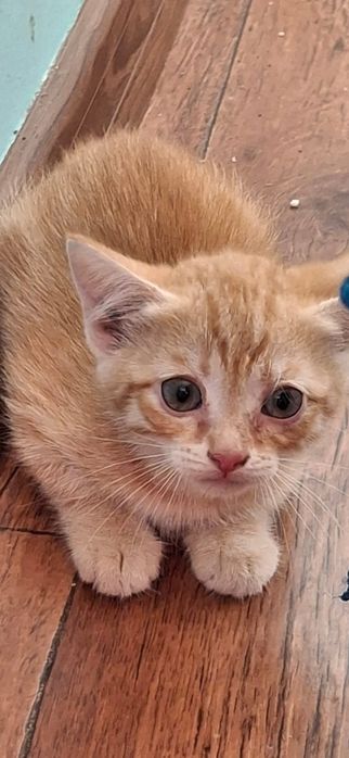 Котенок Котик в добрые руки