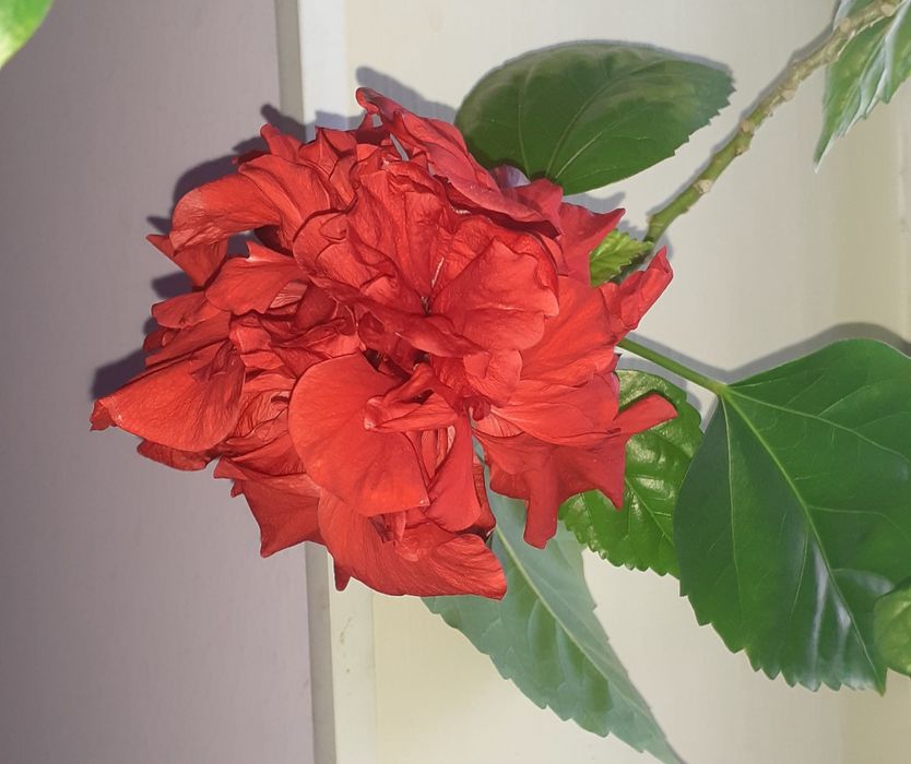 Гибискус махровый