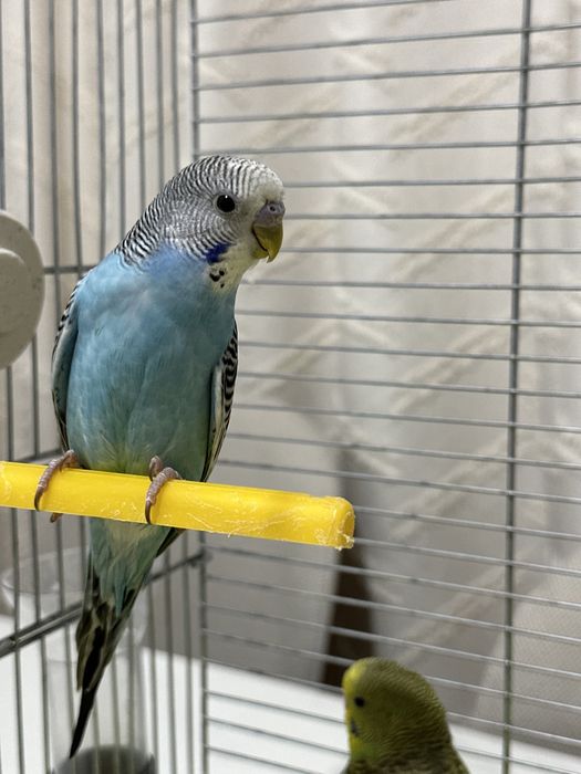 Срочно продам попугай вместе с клеткой