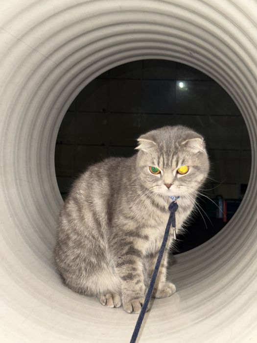 Шотлансдкая кошка