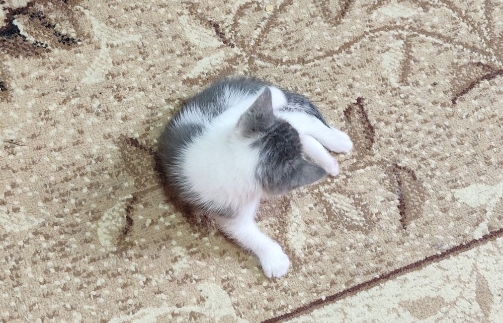 Отдам котёнка с доставкой