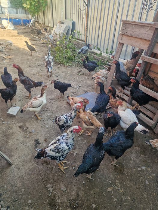 Куры и петухи продам